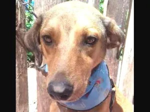 Cachorro raça SRD idade 2 anos nome Barney