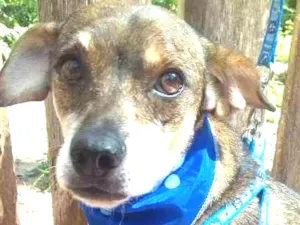 Cachorro raça SRD idade 5 anos nome Chaves