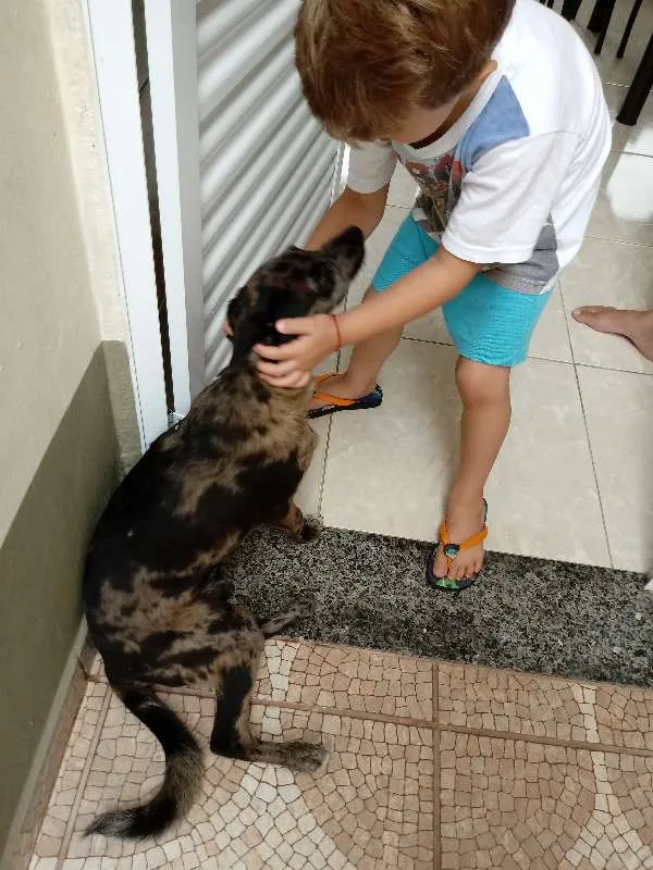 Cachorro ra a Sem raça idade 2 a 6 meses nome Hulk