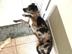 Cachorro raça Sem raça idade 2 a 6 meses nome Hulk
