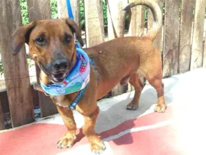 Cachorro raça SRD idade 2 anos nome Romário