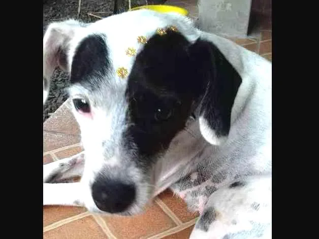 Cachorro ra a SRD idade 3 anos nome Laila