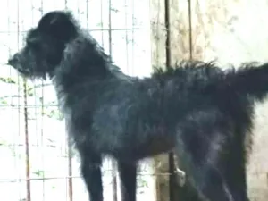 Cachorro raça Vira lata idade 2 anos nome Pérola 