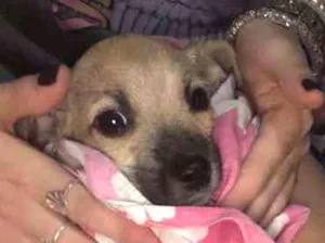 Cachorro raça SRD idade 2 a 6 meses nome Meg