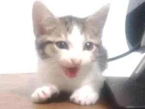Gato raça nao definida idade Abaixo de 2 meses nome naoi definido