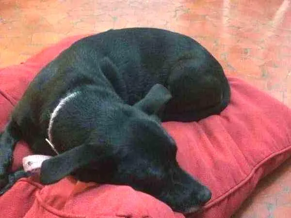 Cachorro ra a indefinida idade 6 ou mais anos nome Lola