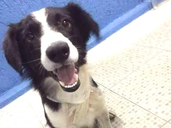 Cachorro ra a SRD idade 1 ano nome Naram