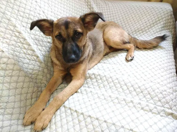 Cachorro raça SRD idade 1 ano nome Bisteca