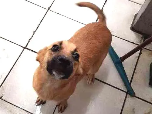 Cachorro raça Srd idade 2 a 6 meses nome Bia