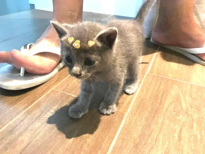 Gato raça N/D idade Abaixo de 2 meses nome Sofia