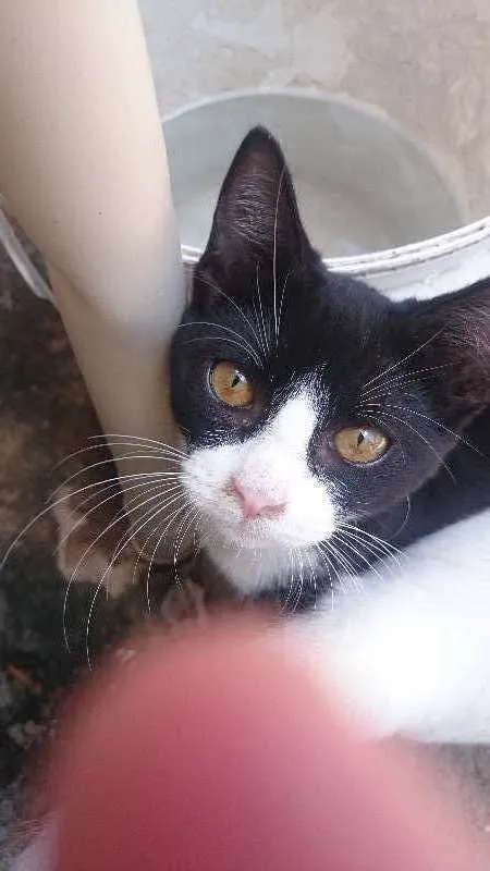 Gato ra a Vira-lata idade 2 a 6 meses nome Íris, Rick,pit, rony