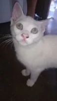 Íris, Rick,pit, rony