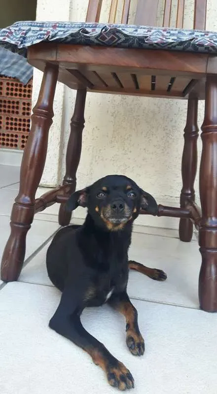 Cachorro ra a Pinscher idade  nome Não tem nome