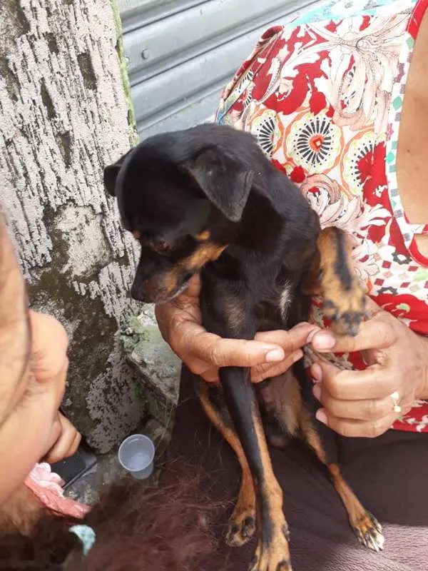 Cachorro ra a Pinscher idade  nome Não tem nome