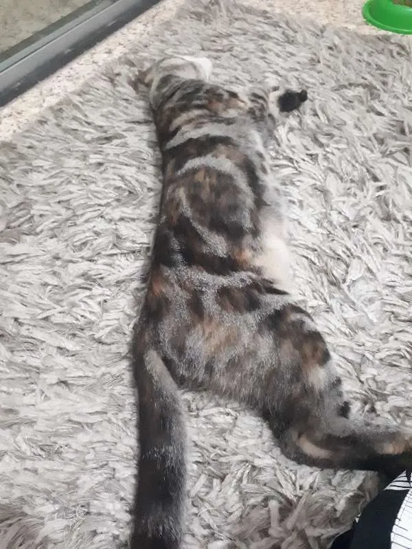 Gato raça não sei idade  nome sem nome