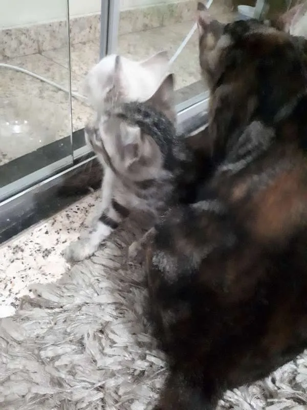 Gato raça não sei idade  nome sem nome