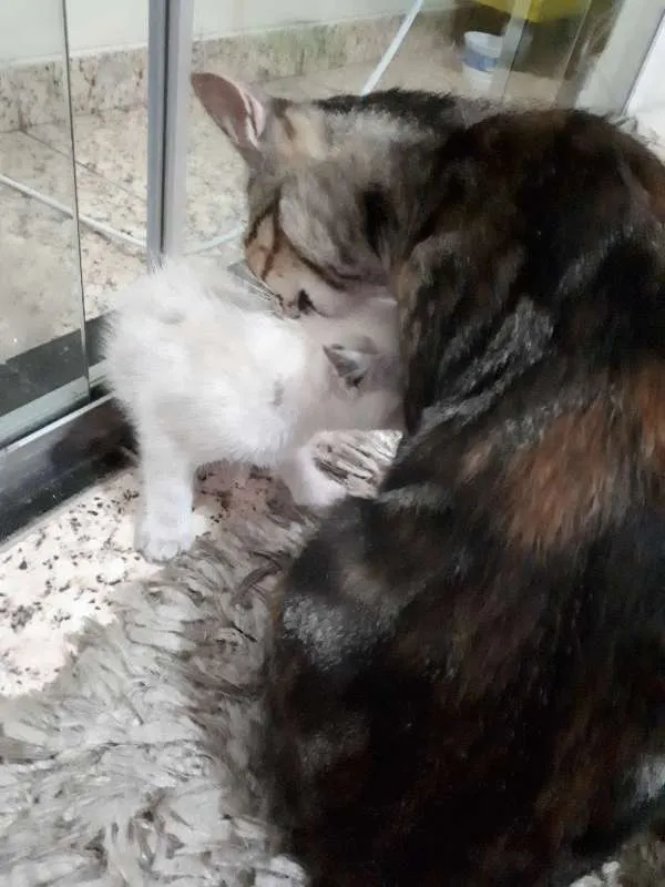 Gato raça não sei idade  nome sem nome