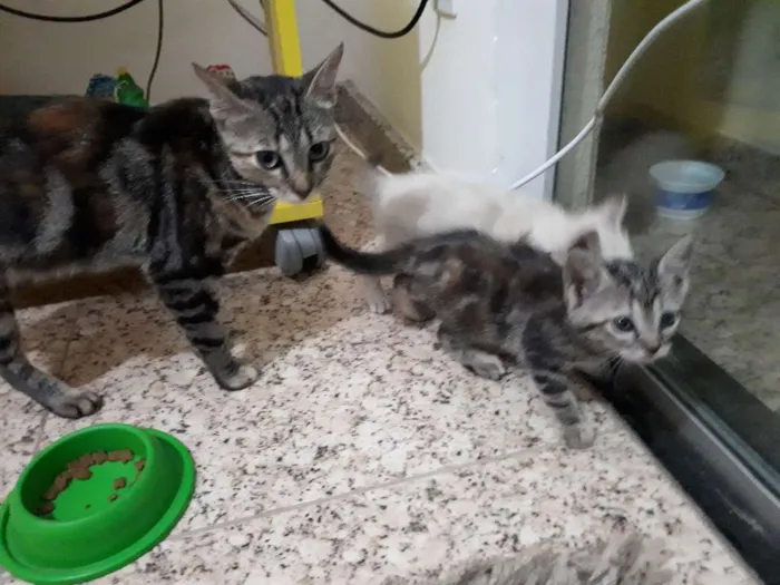 Gato raça não sei idade  nome sem nome
