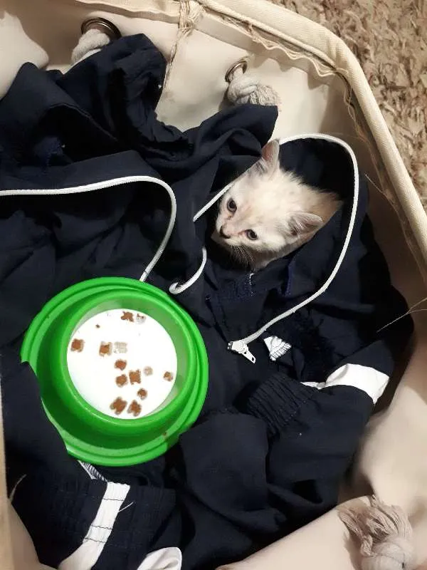 Gato raça não sei idade  nome sem nome