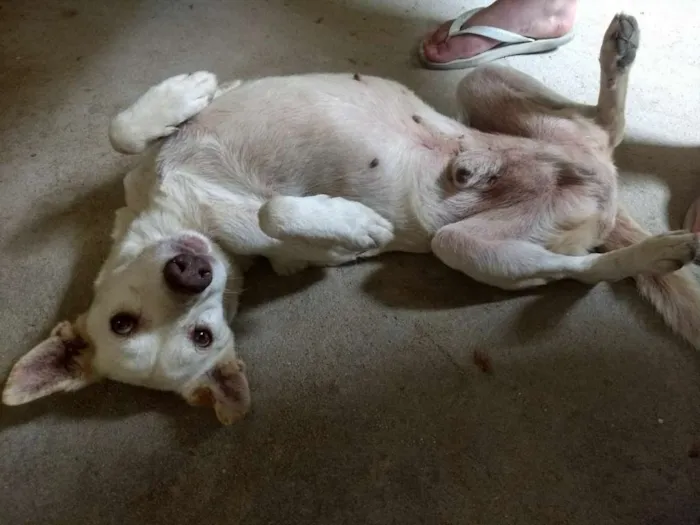 Cachorro raça Vira-lata idade 6 ou mais anos nome Senhor
