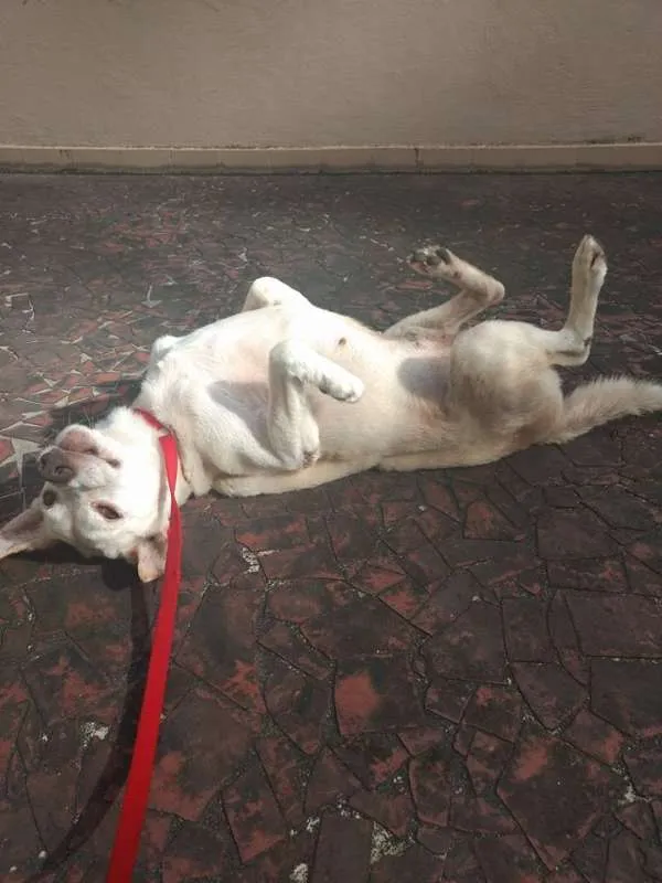 Cachorro raça Vira-lata idade 6 ou mais anos nome Senhor
