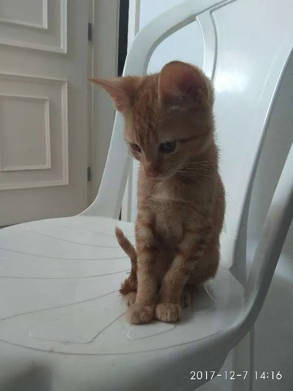 Gato ra a SRD idade 2 a 6 meses nome Magneto