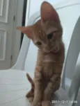 Magneto