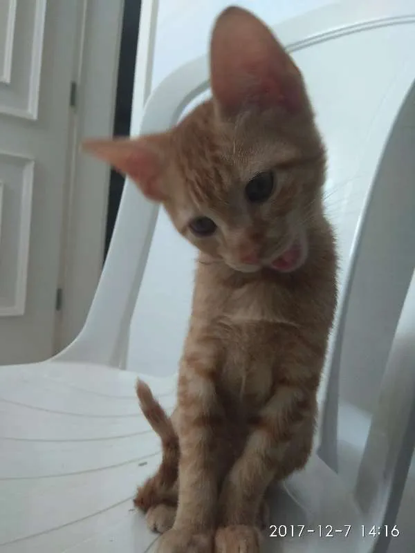 Gato ra a SRD idade 2 a 6 meses nome Magneto