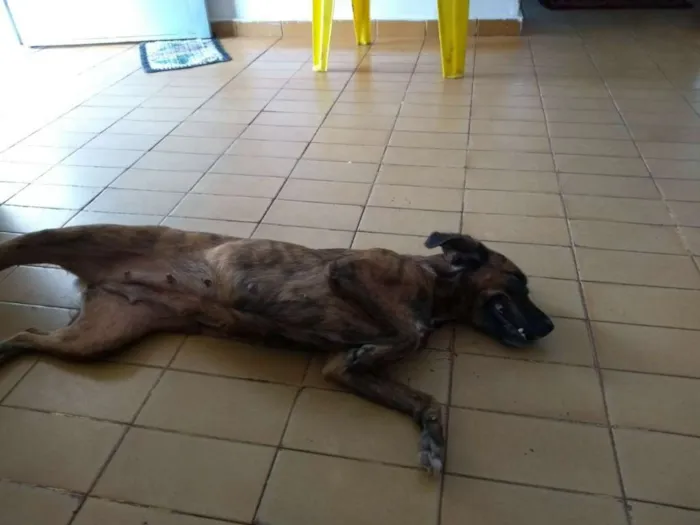 Cachorro ra a Viralata idade 3 anos nome Lua