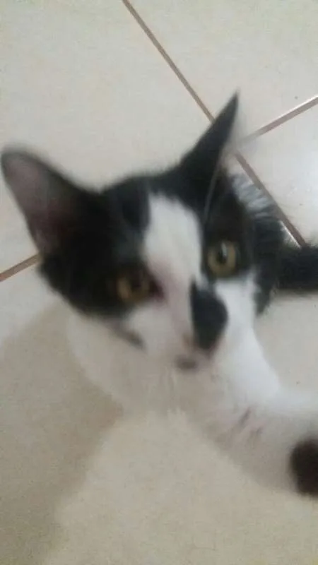 Gato ra a SRD idade 2 a 6 meses nome Zeus