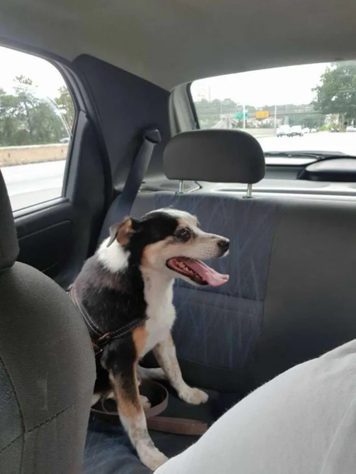 Cachorro ra a srd idade 6 ou mais anos nome flecha
