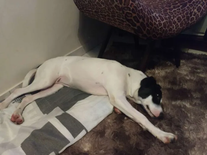 Cachorro raça  idade 7 a 11 meses nome LUPITA