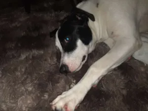 Cachorro raça  idade 7 a 11 meses nome LUPITA