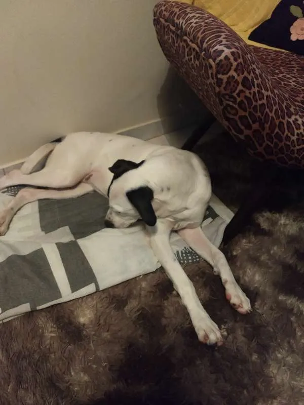 Cachorro raça  idade 7 a 11 meses nome LUPITA