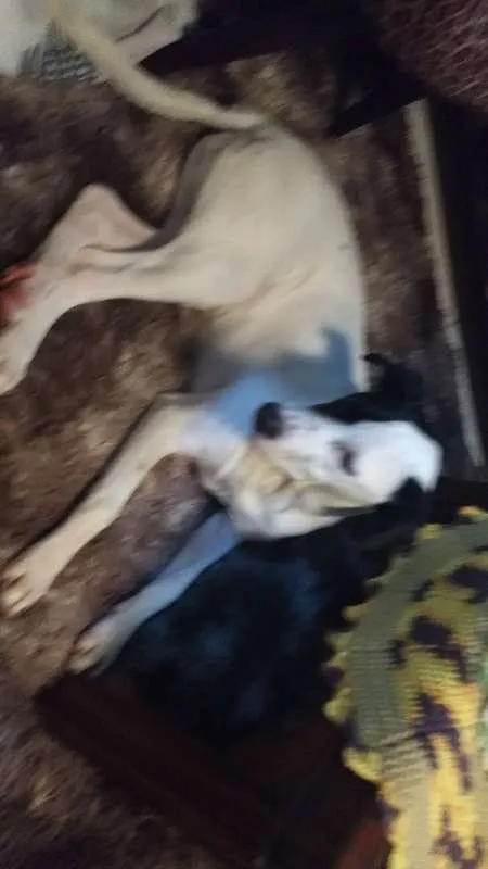 Cachorro raça  idade 7 a 11 meses nome LUPITA