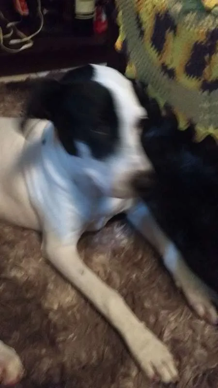 Cachorro raça  idade 7 a 11 meses nome LUPITA