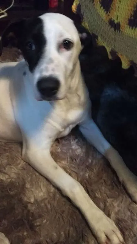 Cachorro raça  idade 7 a 11 meses nome LUPITA