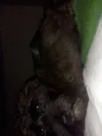 Coisinha