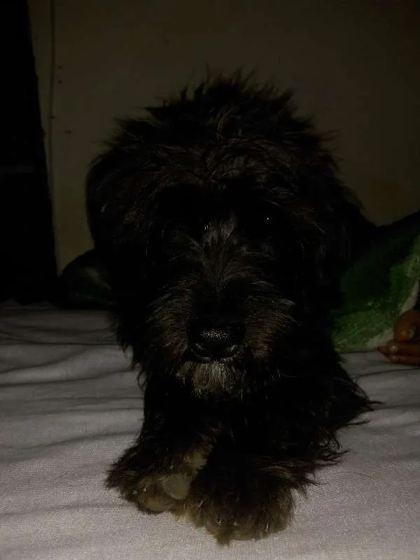 Cachorro raça Vira lata idade 7 a 11 meses nome Coisinha 