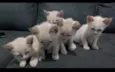 Bebês