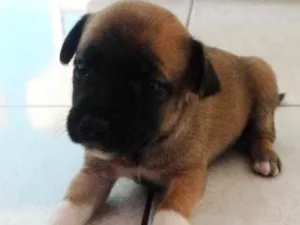 Cachorro raça Srd idade Abaixo de 2 meses nome Não tem ainda