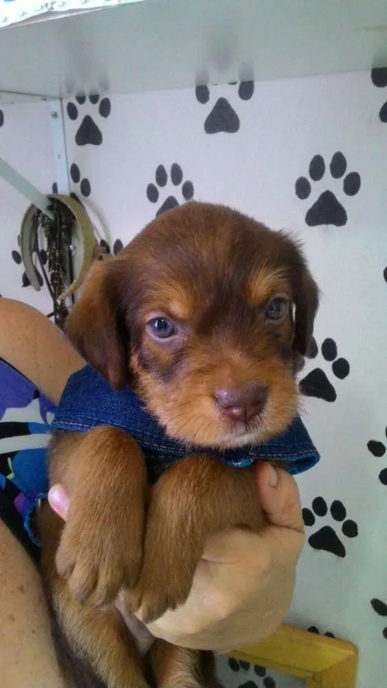 Cachorro ra a Srd idade Abaixo de 2 meses nome Apollo
