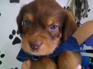 Cachorro raça Srd idade Abaixo de 2 meses nome Apollo