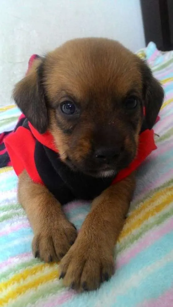 Cachorro ra a Srd idade Abaixo de 2 meses nome ATENA