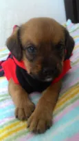 ATENA