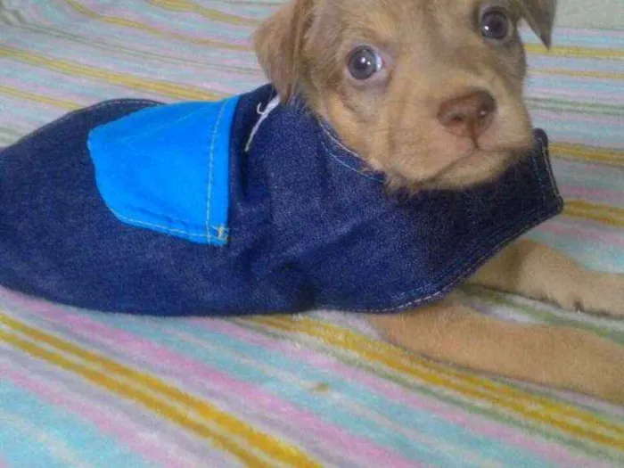Cachorro ra a Srd idade Abaixo de 2 meses nome Ayron