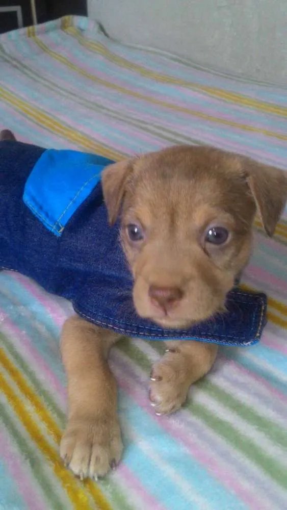 Cachorro ra a Srd idade Abaixo de 2 meses nome Ayron