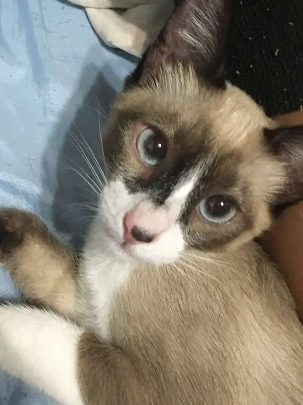 Gato ra a Siamês idade 2 a 6 meses nome O'Malley