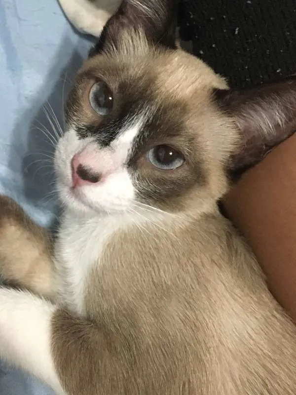 Gato ra a Siamês idade 2 a 6 meses nome O'Malley