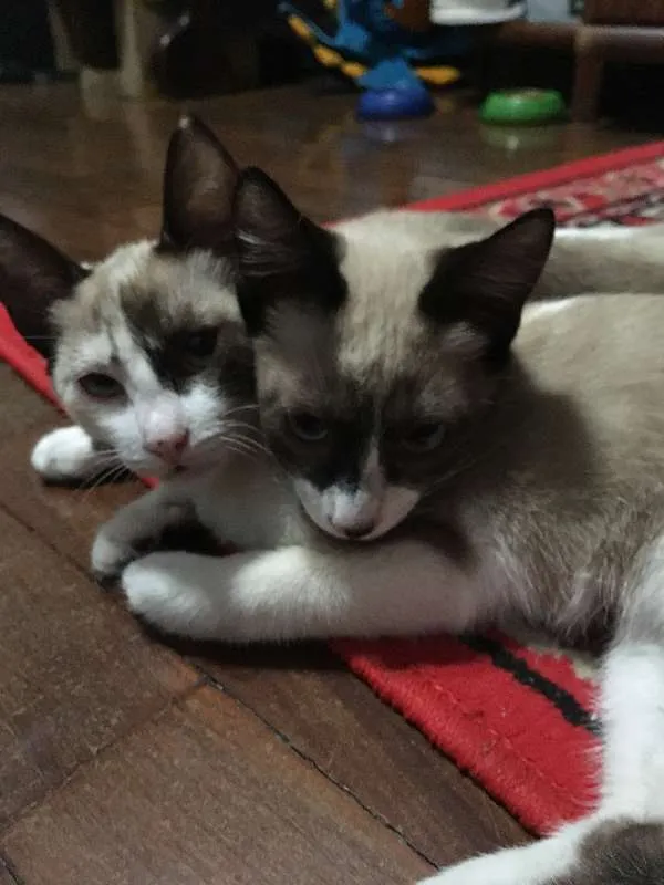 Gato ra a Siamês idade 2 a 6 meses nome O'Malley
